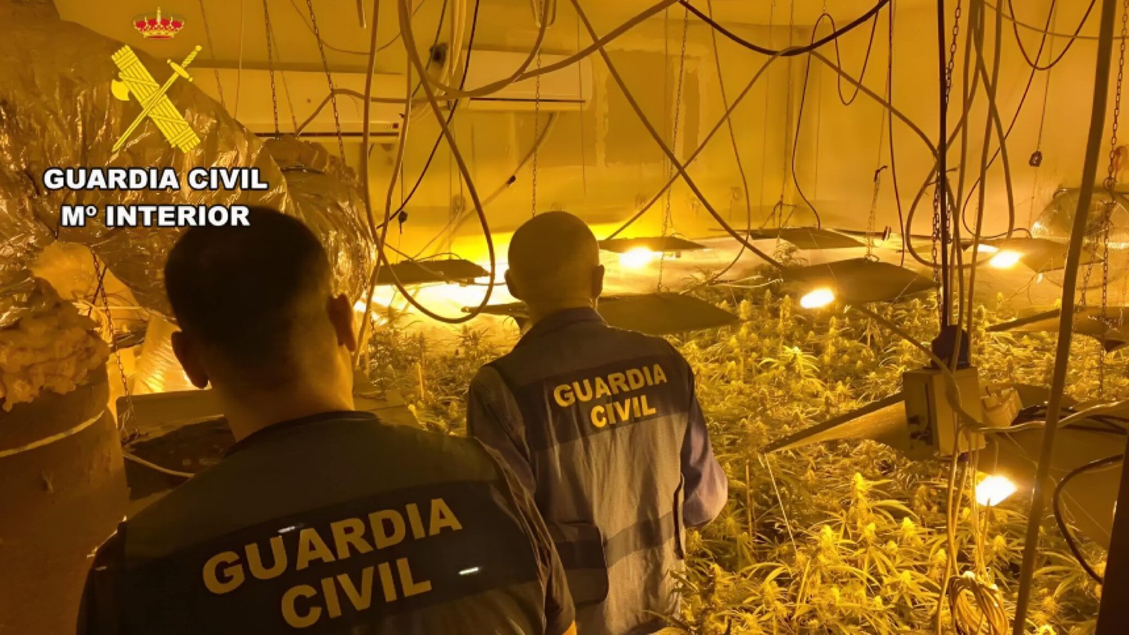 Plantación de marihuana indoor en Las Merindades