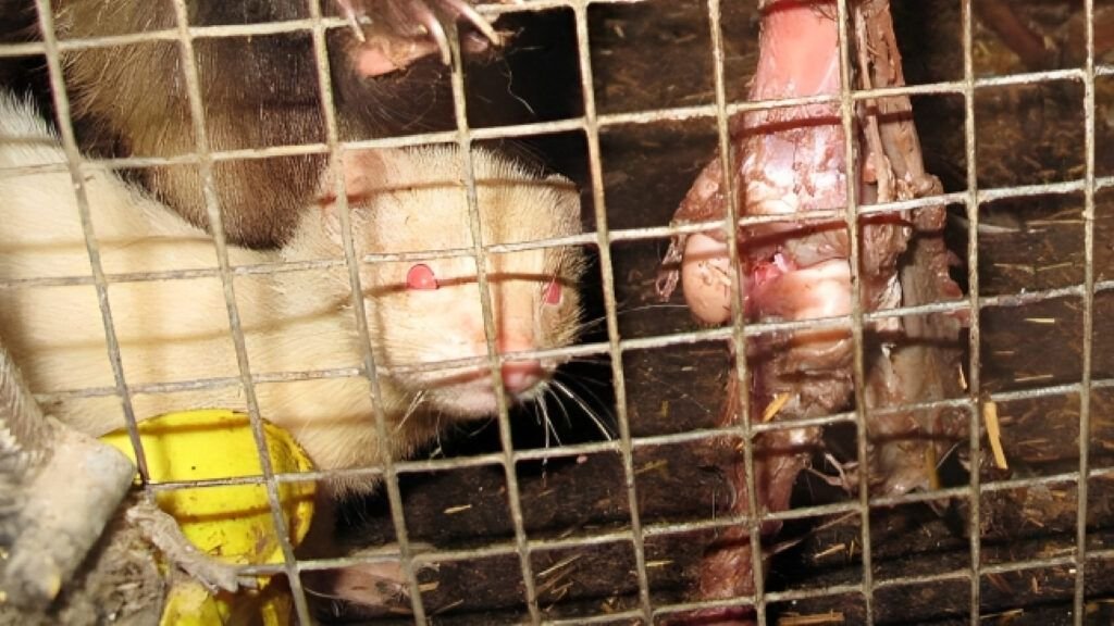 Situación alarmante en una granja ovina del Alfoz de Burgos