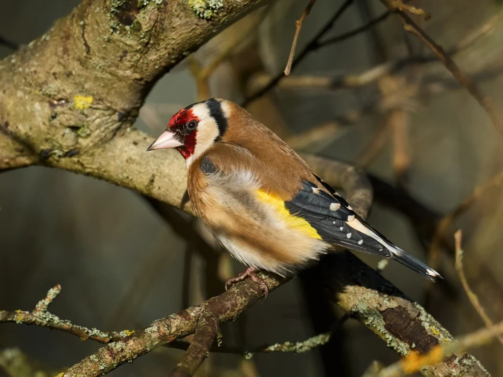 Dos investigados en Burgos por capturar jilgueros ilegalmente