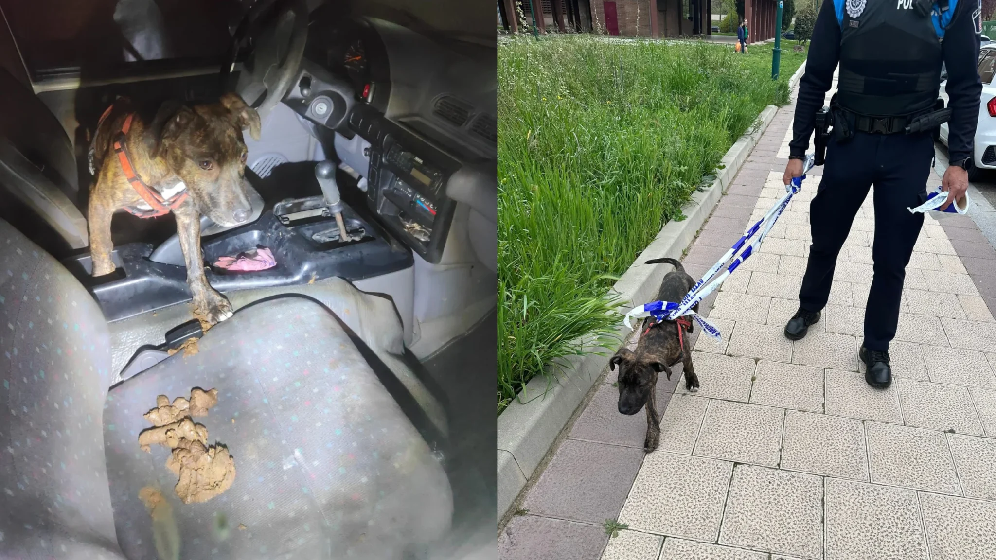 La Policía Local de Valladolid rescata a un perro que se encontraba encerrado en un coche en condiciones deplorables
