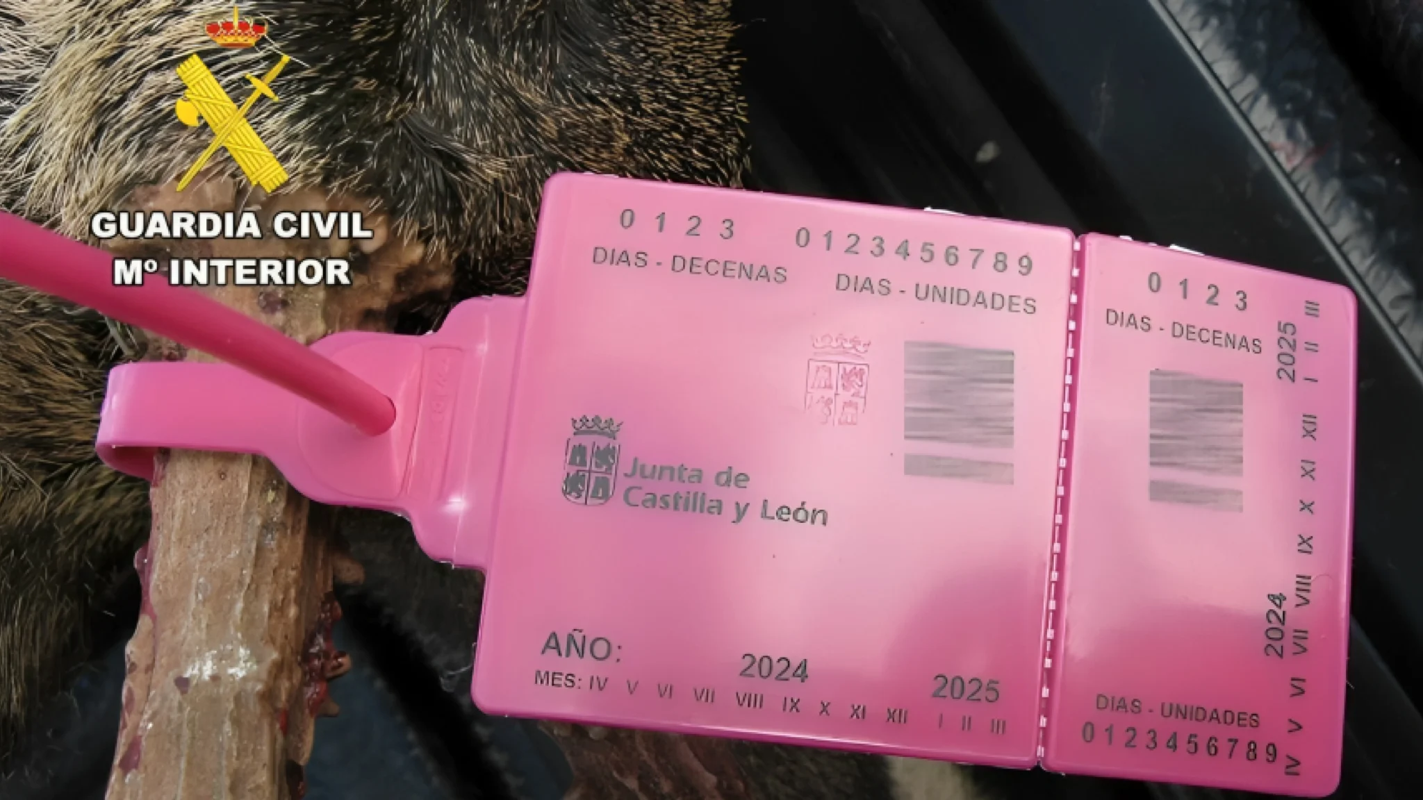 Un cazador incumple normativa de precintado en un corzo abatido en Burgos