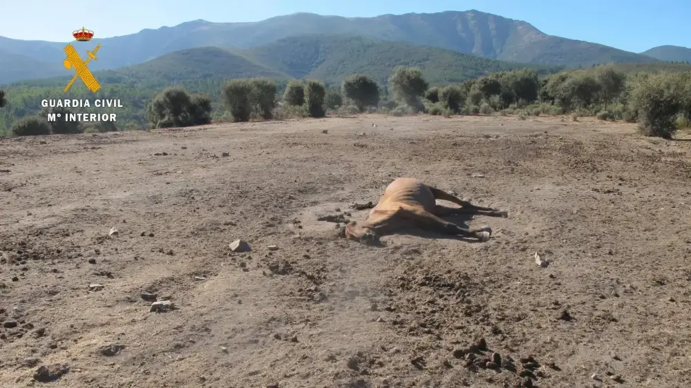 Maltrato y abandono animal en Serradilla del Llano